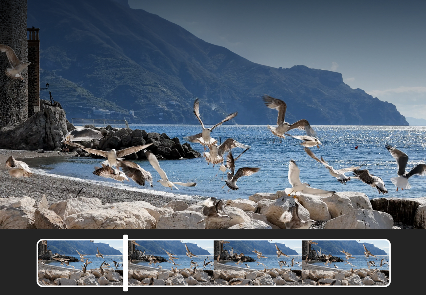 Official DJI Pocket 4P 4K slow-motion example of birds near the sea